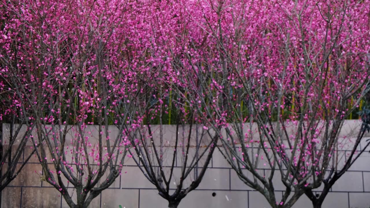 四川省绵阳市户外红梅花，季节视频素材