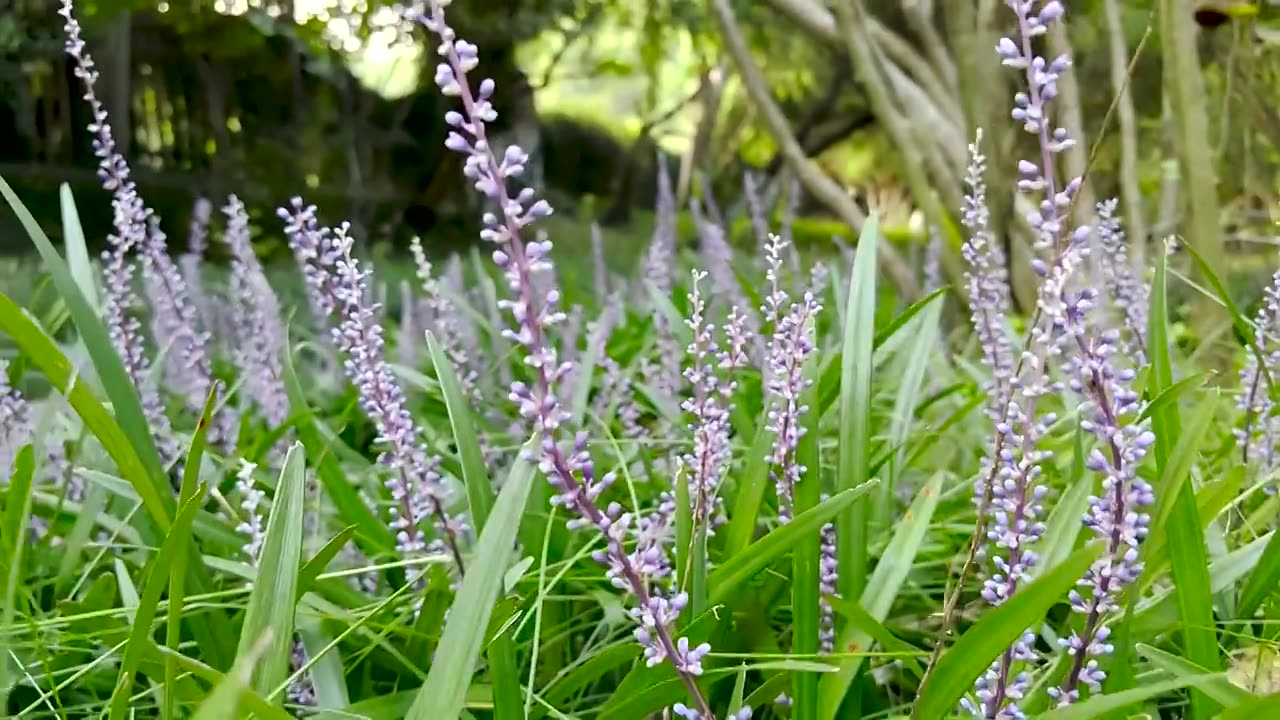 春天盛开的麦冬花视频下载