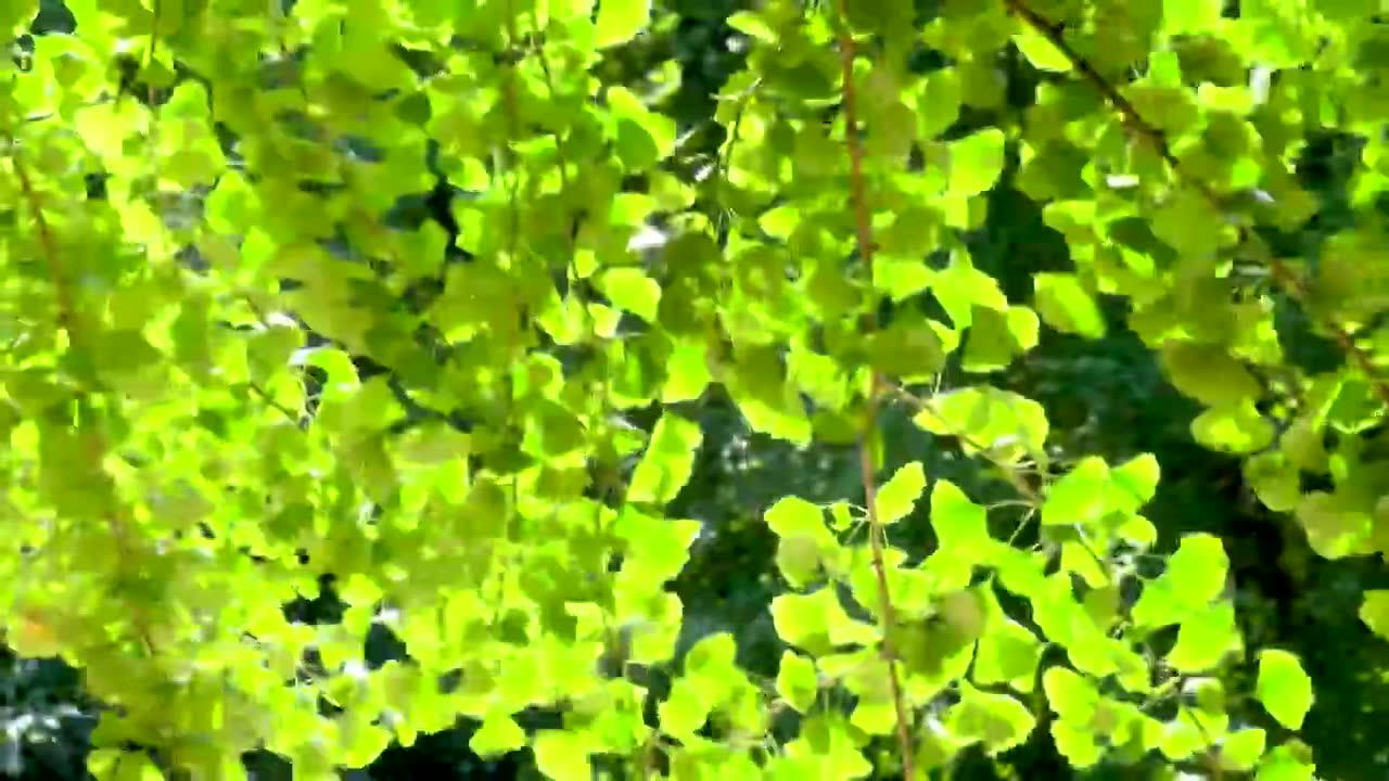 逆光下的银杏树叶子视频下载