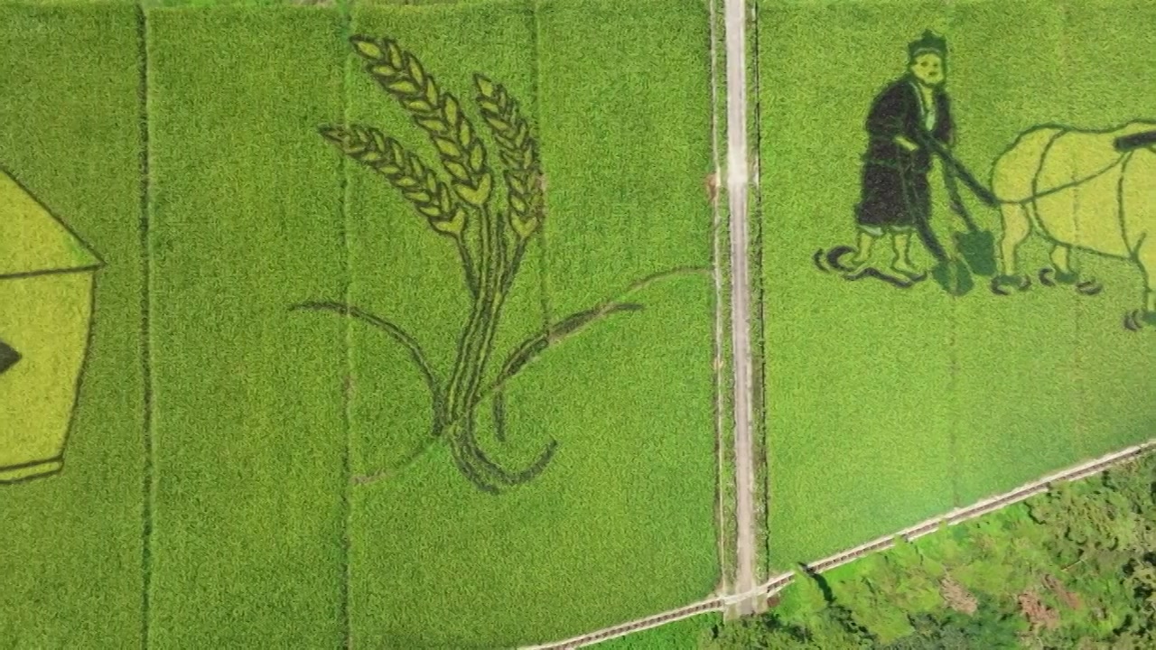 水稻画农业丰收农耕文化彩绘稻田航拍俯拍视频下载