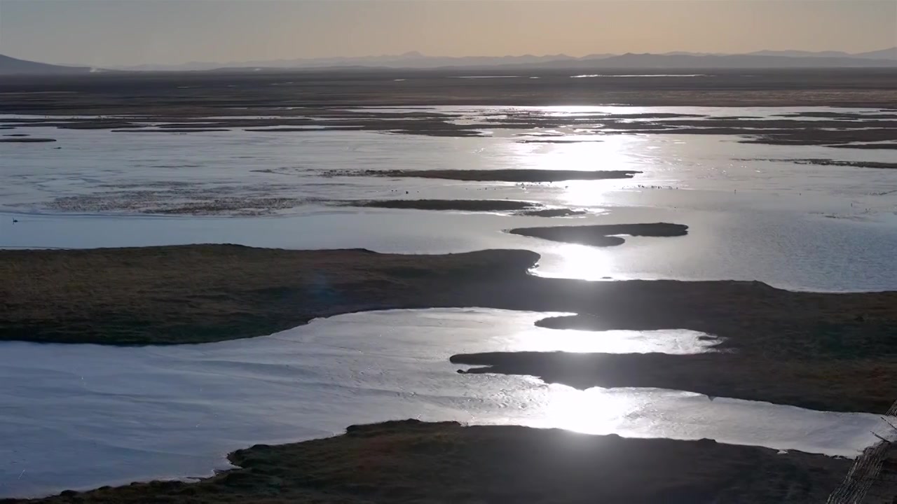 若尔盖草原的西伯利亚大天鹅视频下载
