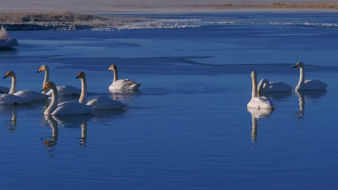 若尔盖草原的西伯利亚大天鹅视频下载