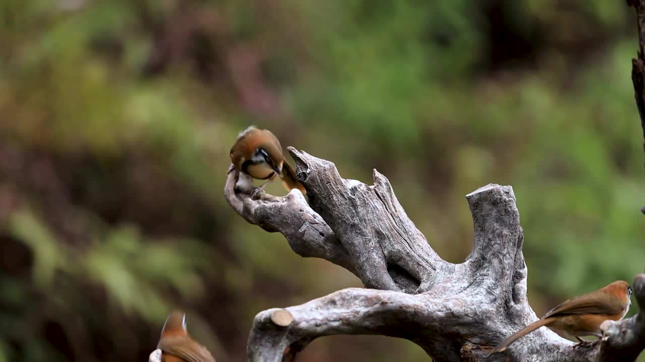 鸟森林阳光生态、南岭生态环境10种鸟合集视频下载