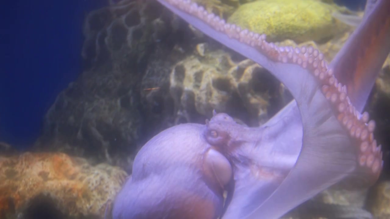 海洋生物章鱼水下游动海底世界海游馆视频下载