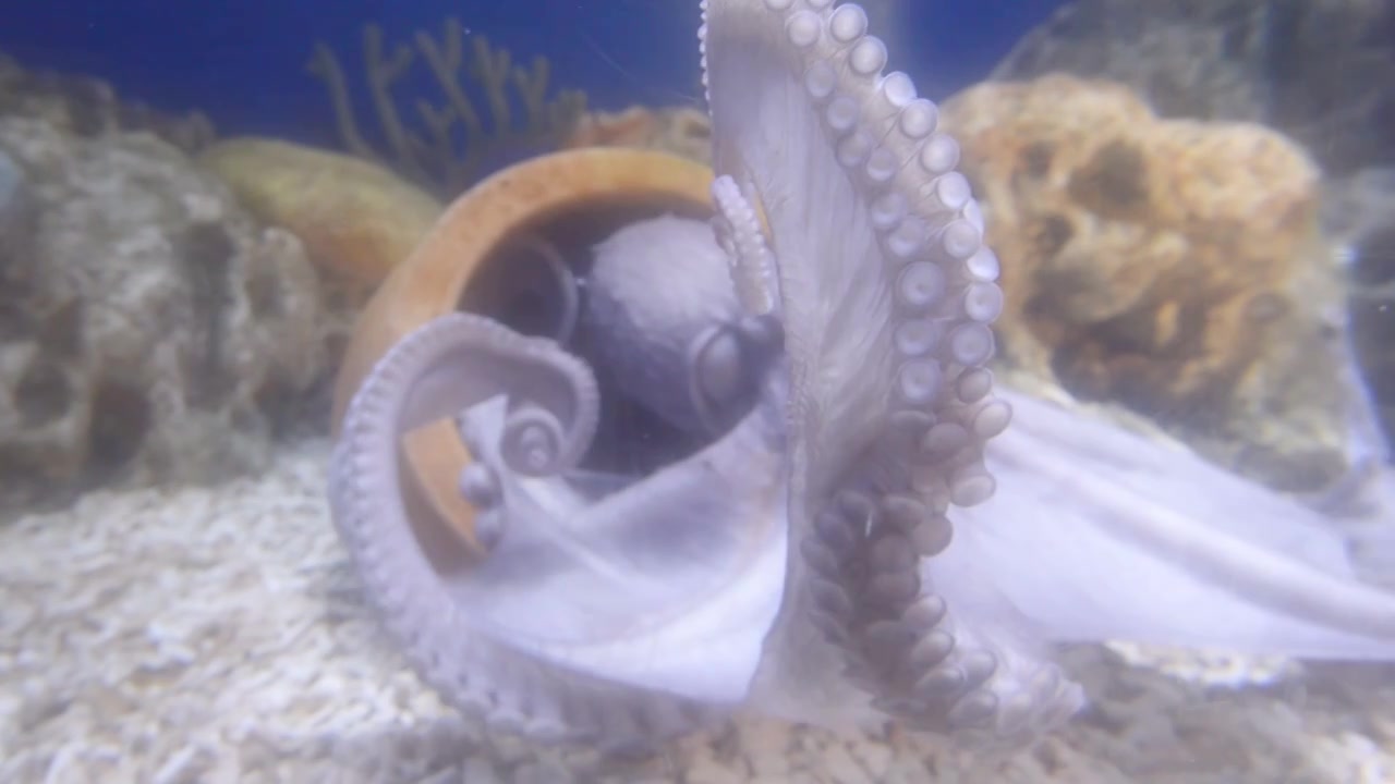 海洋生物章鱼水下游动海底世界海游馆视频下载