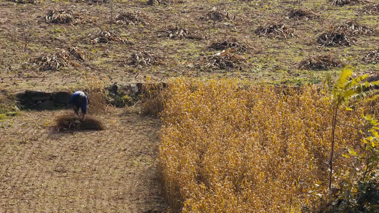 太行山农民人力收割谷子杆视频下载