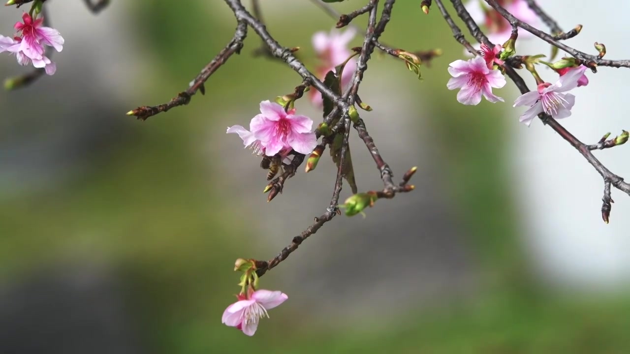 春天的樱花视频下载