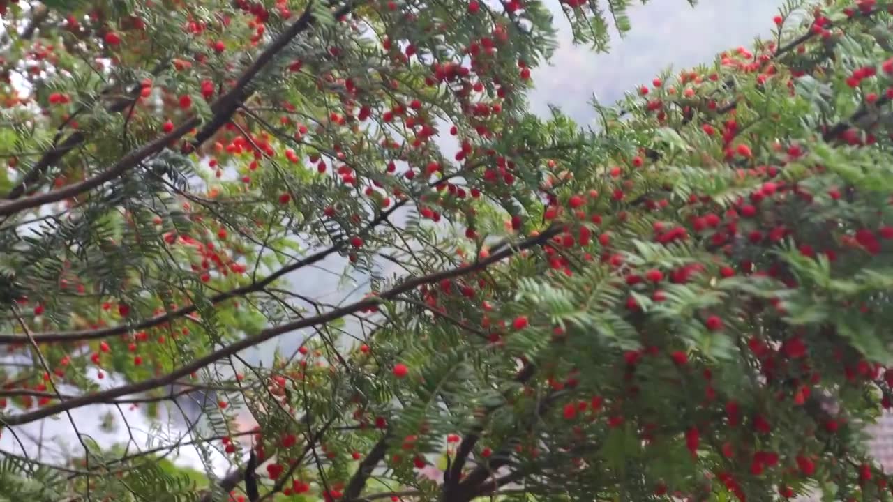千年古树红豆杉果实4K实拍视频下载
