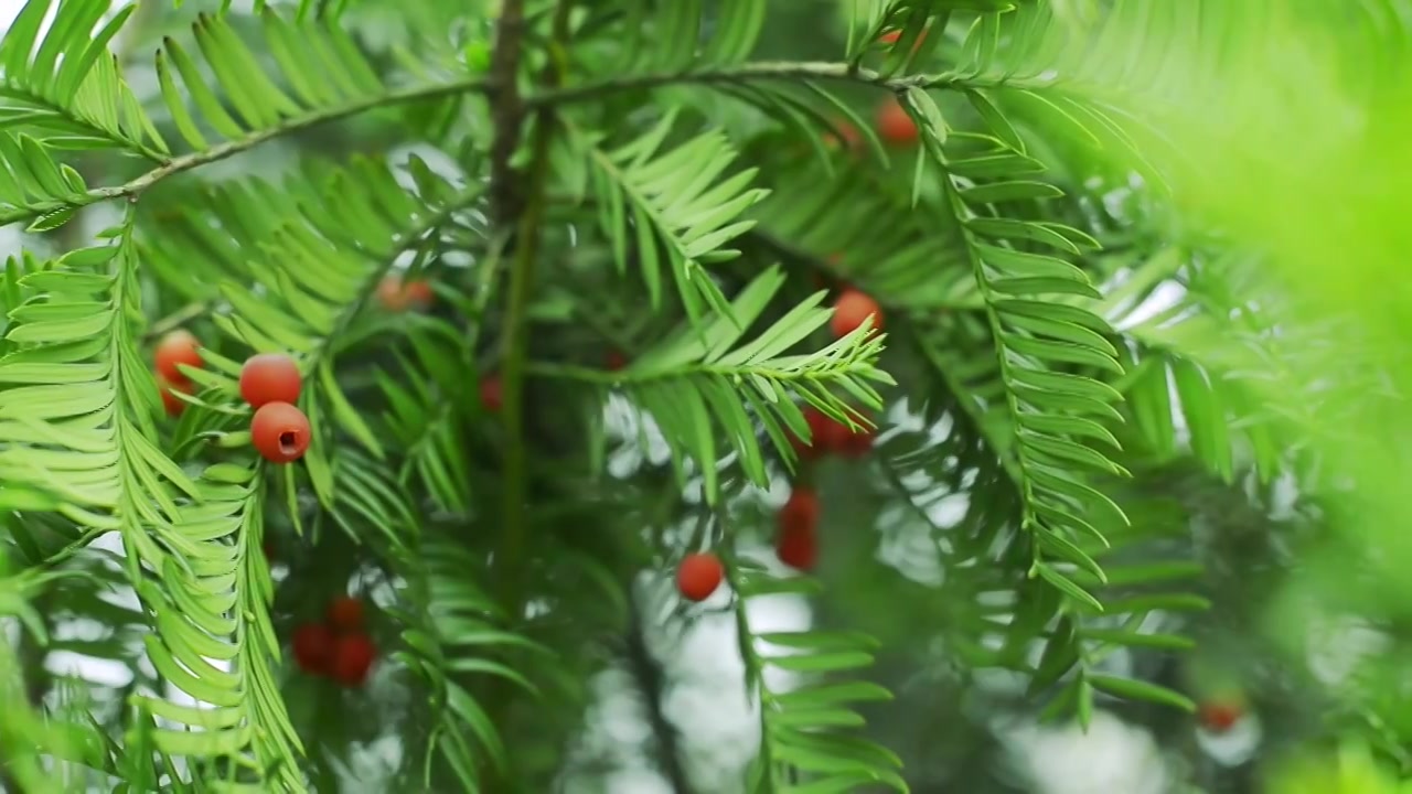 美丽的红豆杉果实视频下载