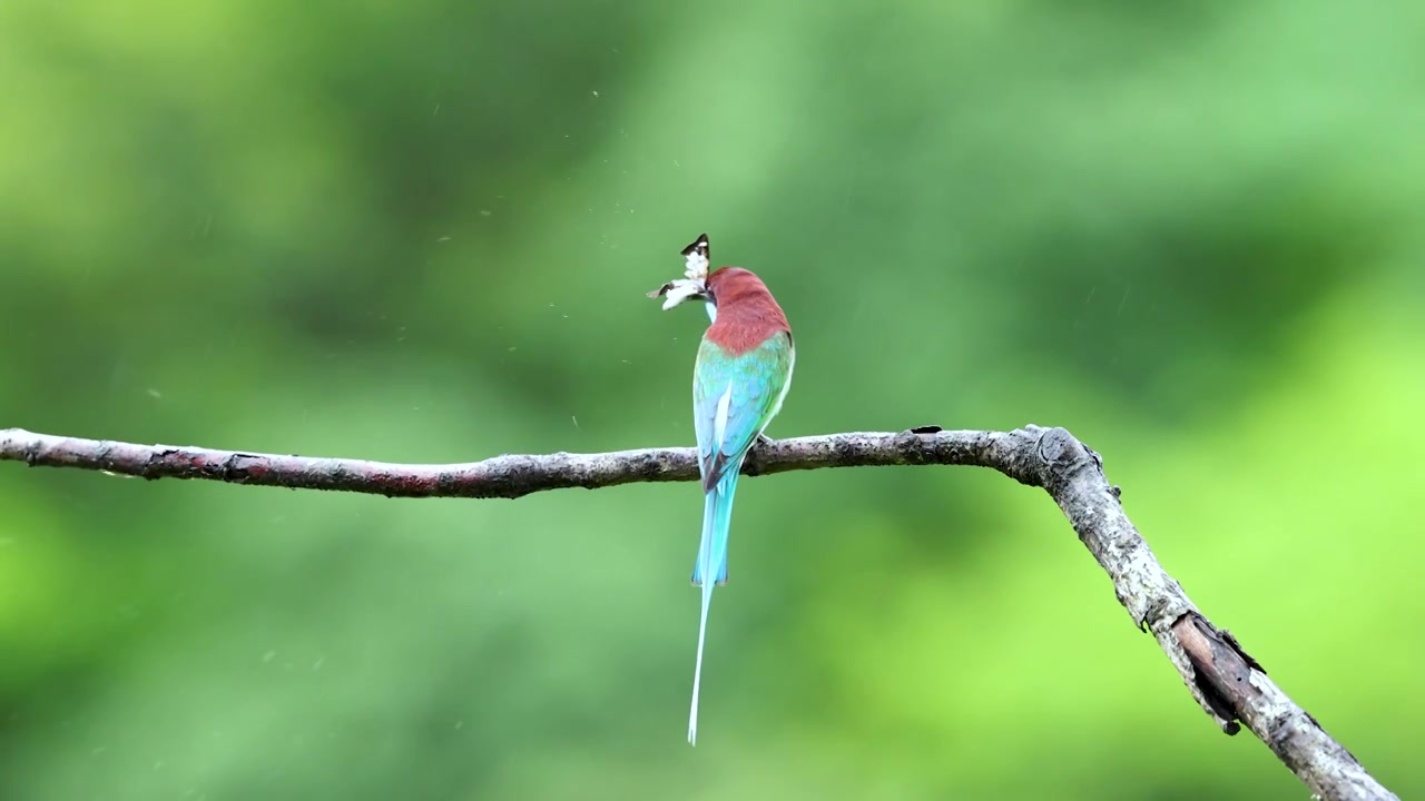 中国最美小鸟蓝喉蜂虎吃飞蛾视频素材