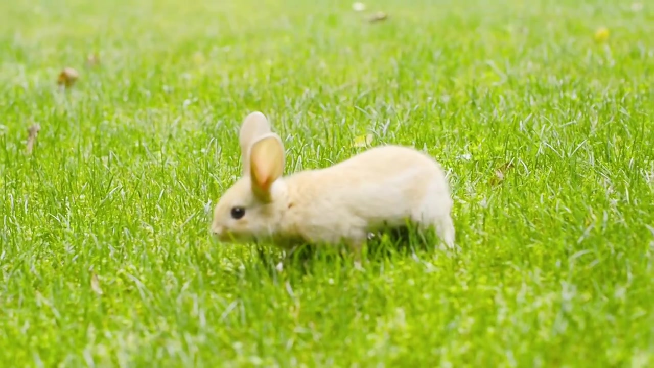草地上的兔子视频下载