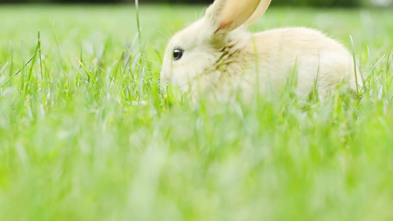草地上的兔子视频下载