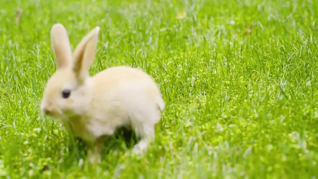 可爱的兔子视频下载