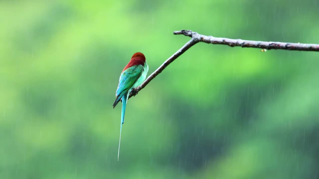 中国最美小鸟蓝喉蜂虎视频素材