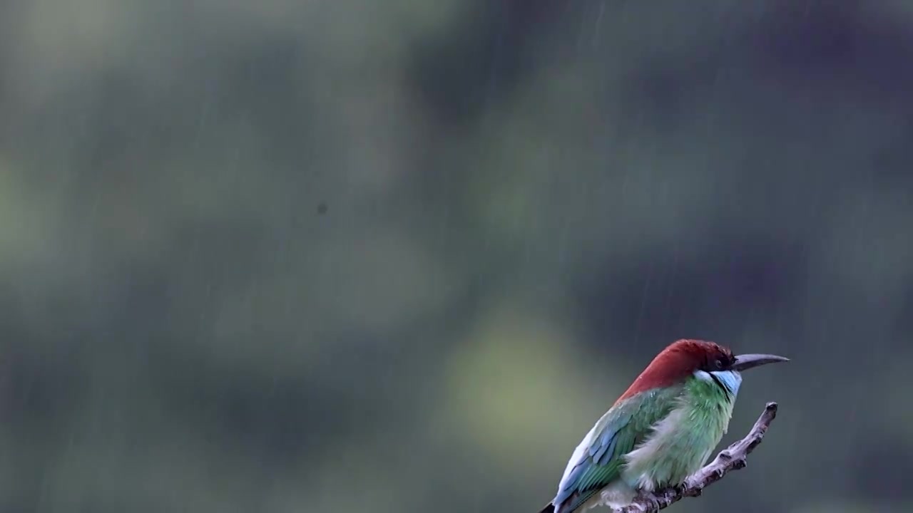 中国最美小鸟蓝喉蜂虎视频素材