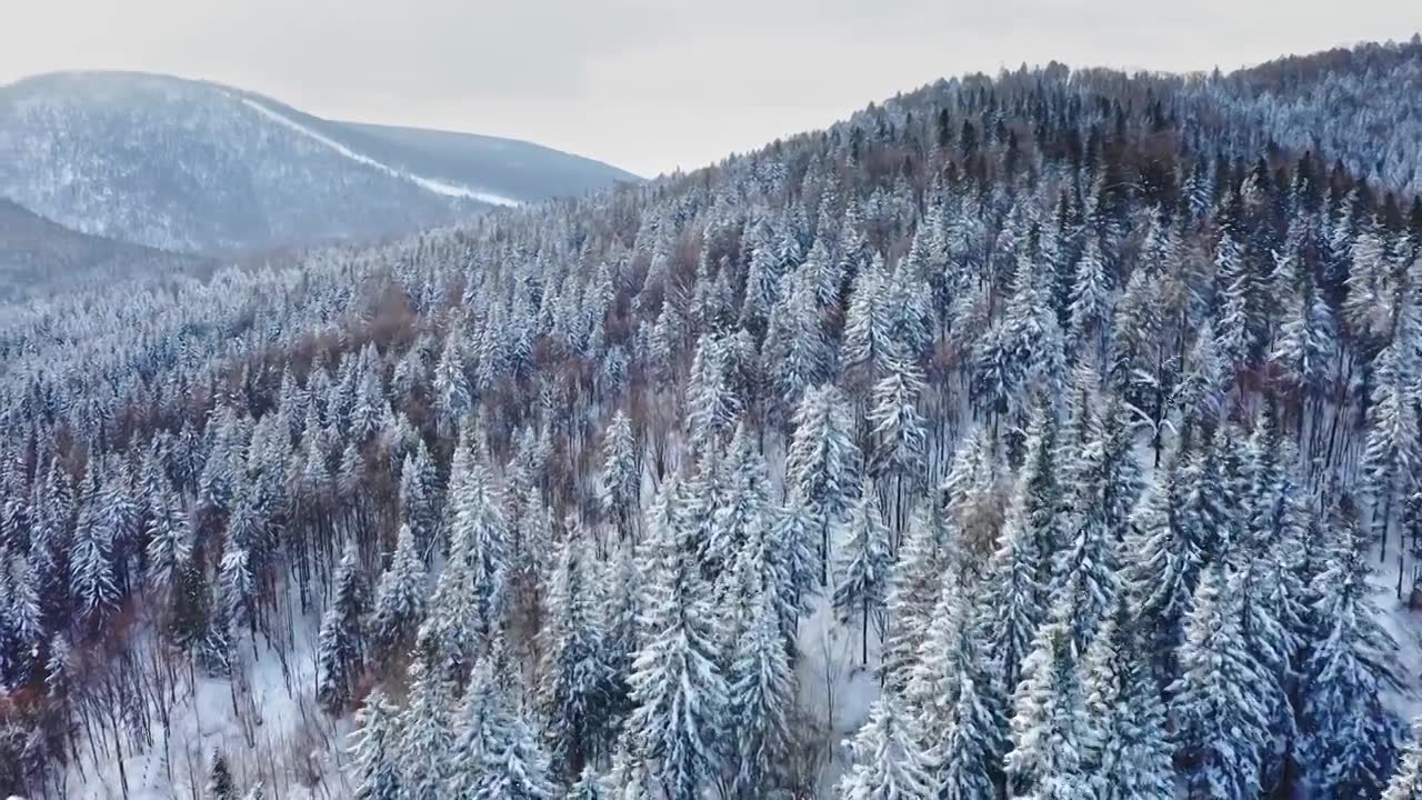 冬天积雪覆盖的森林，东北大兴安岭地区冬天的严寒，松树林的冬天视频下载