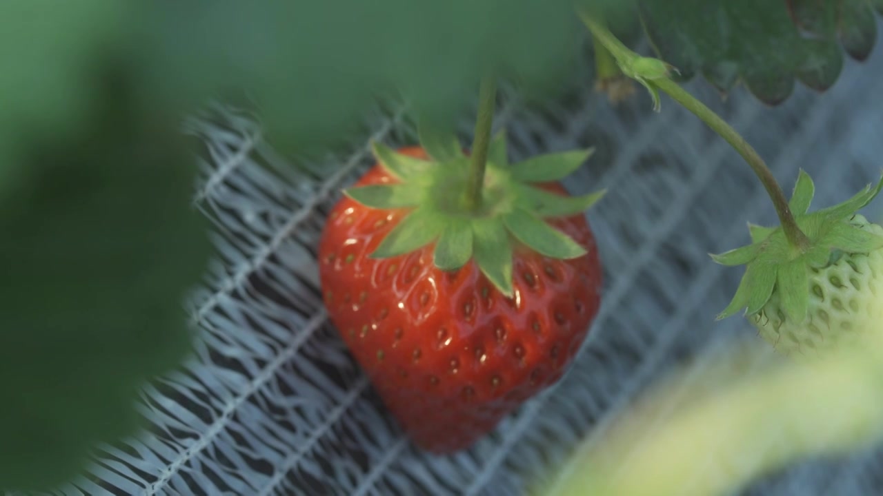 草莓、挂果、结果、唯美、果园、水果、南京视频下载