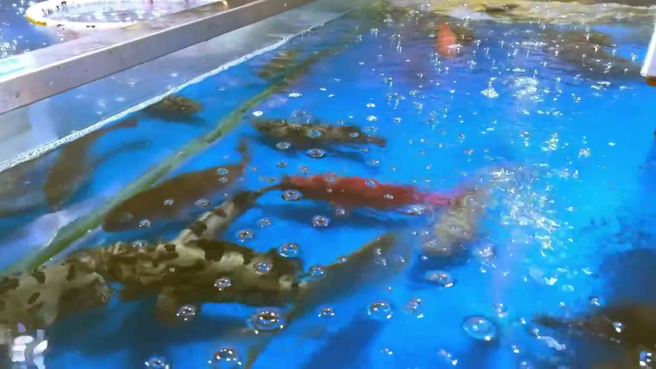 生鲜超市里的海鲜鱼类区域视频下载