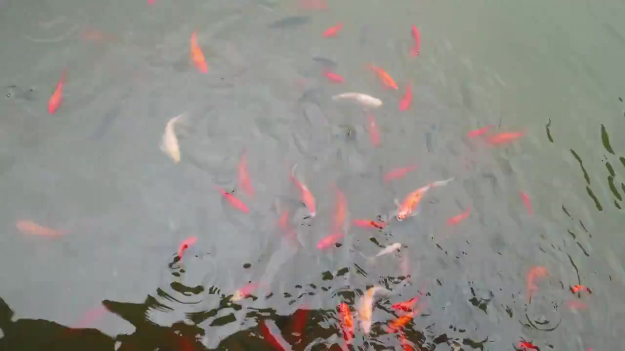 公园游玩养鱼锦鲤鲤鱼鱼视频素材