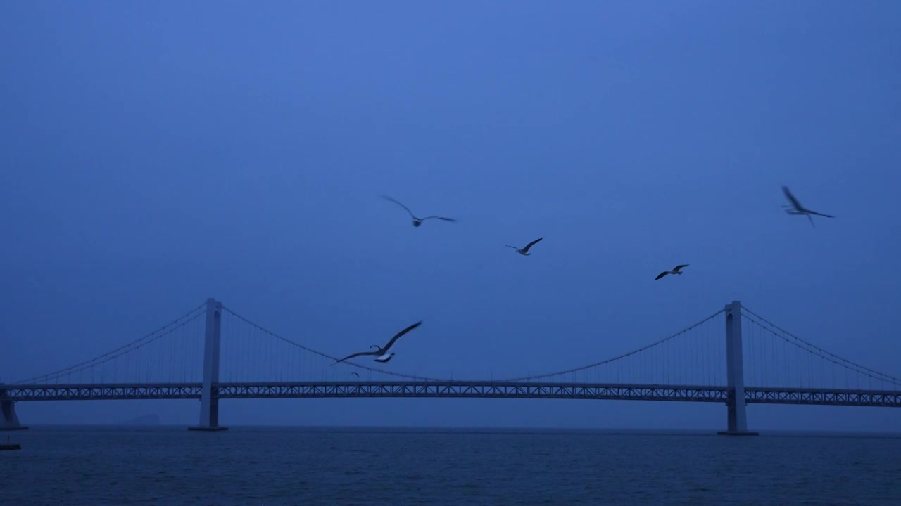 星海湾大桥海鸥飞翔4K视频下载