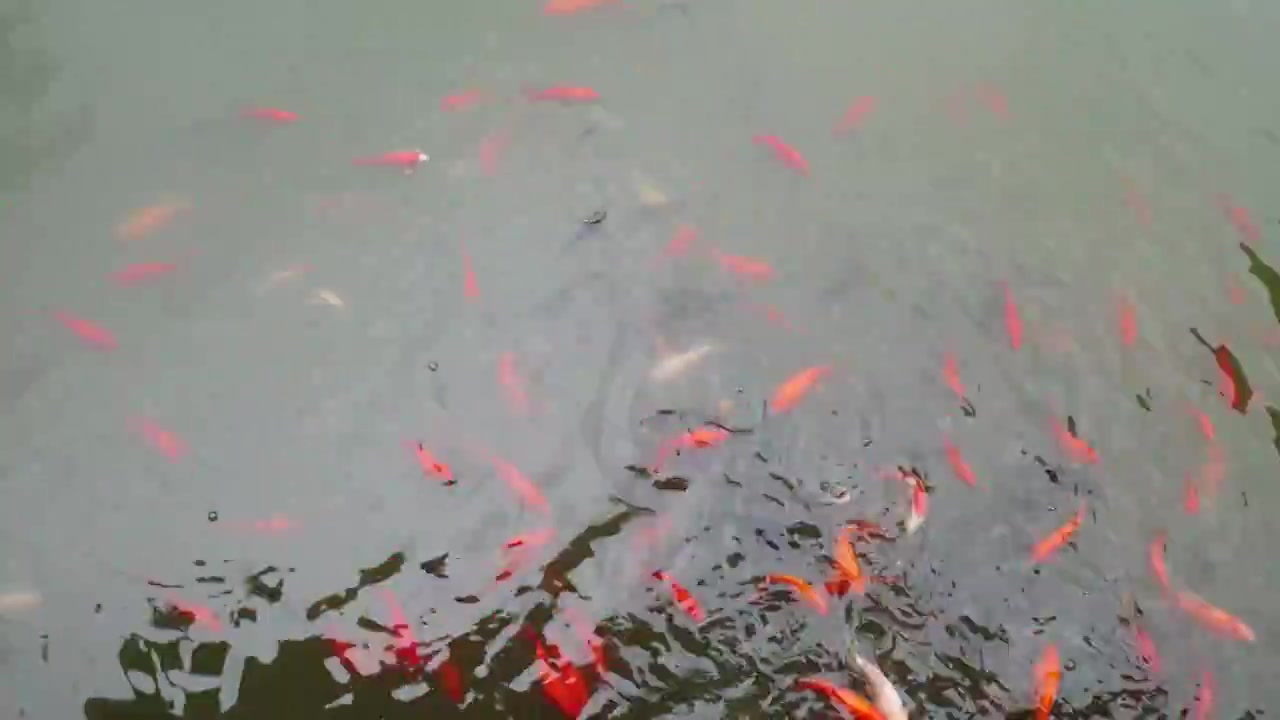 公园游玩养鱼锦鲤鲤鱼鱼视频素材