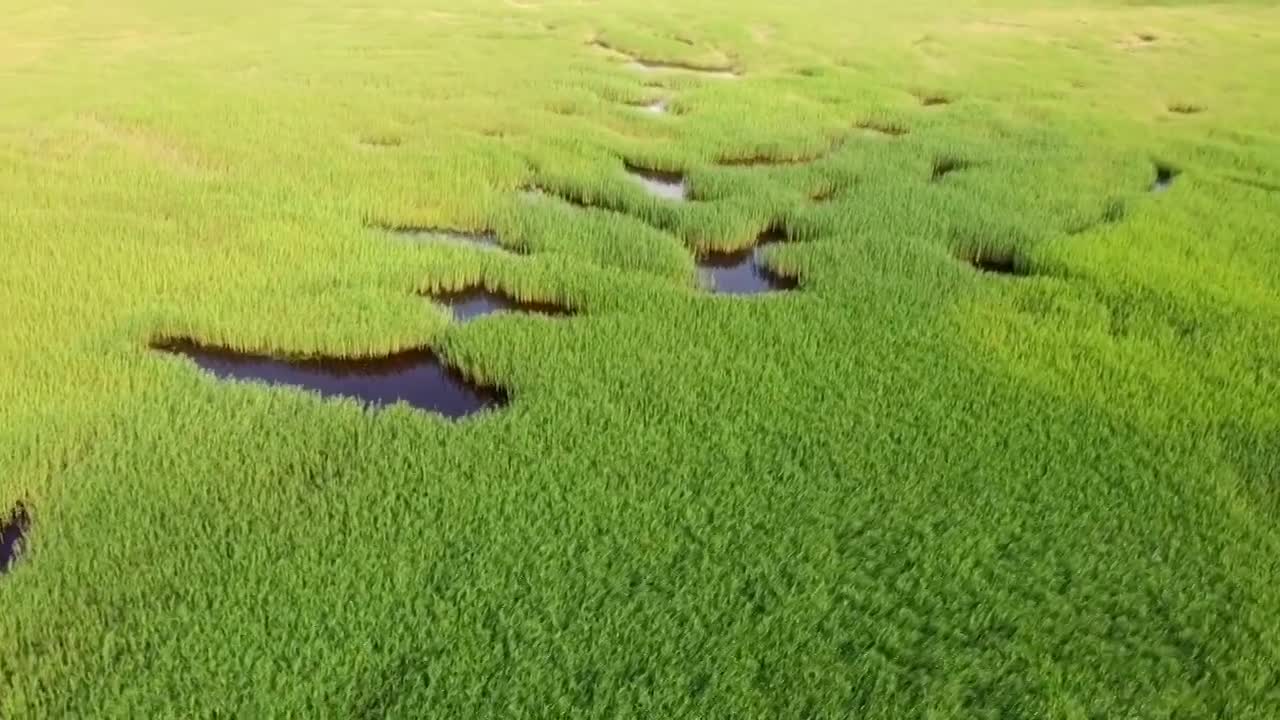 龙江哈拉海自然保护区视频下载