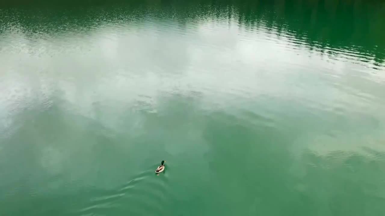 4K鸭子野鸭黑鸭湖泊高山游泳航拍视频下载
