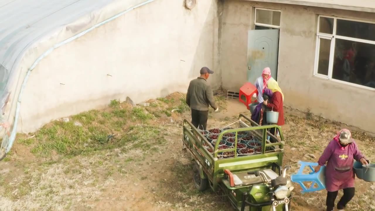 车厘子水果樱桃装车收获喜悦农产品4K视频下载