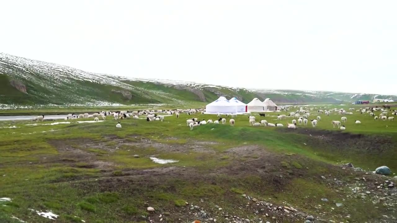 羊群雪山草原蒙古包独库公路新疆视频下载
