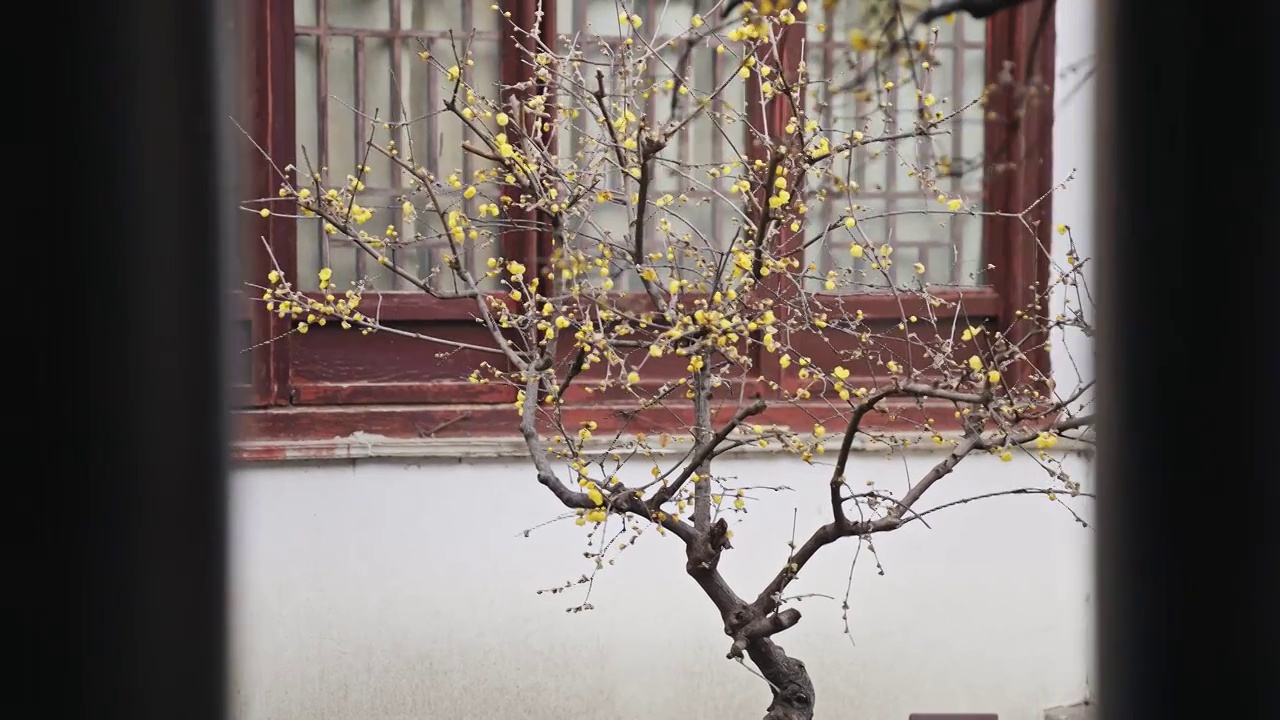 南京瞻园古典园林中腊梅绽放视频下载