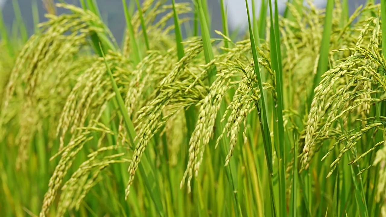 中国桂林的稻田农业视频下载