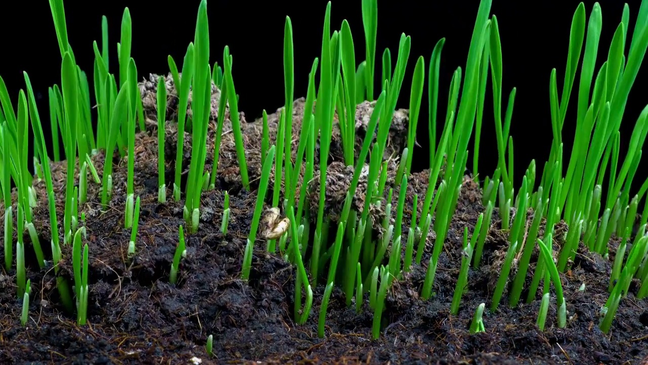 植物生长发芽延时视频素材