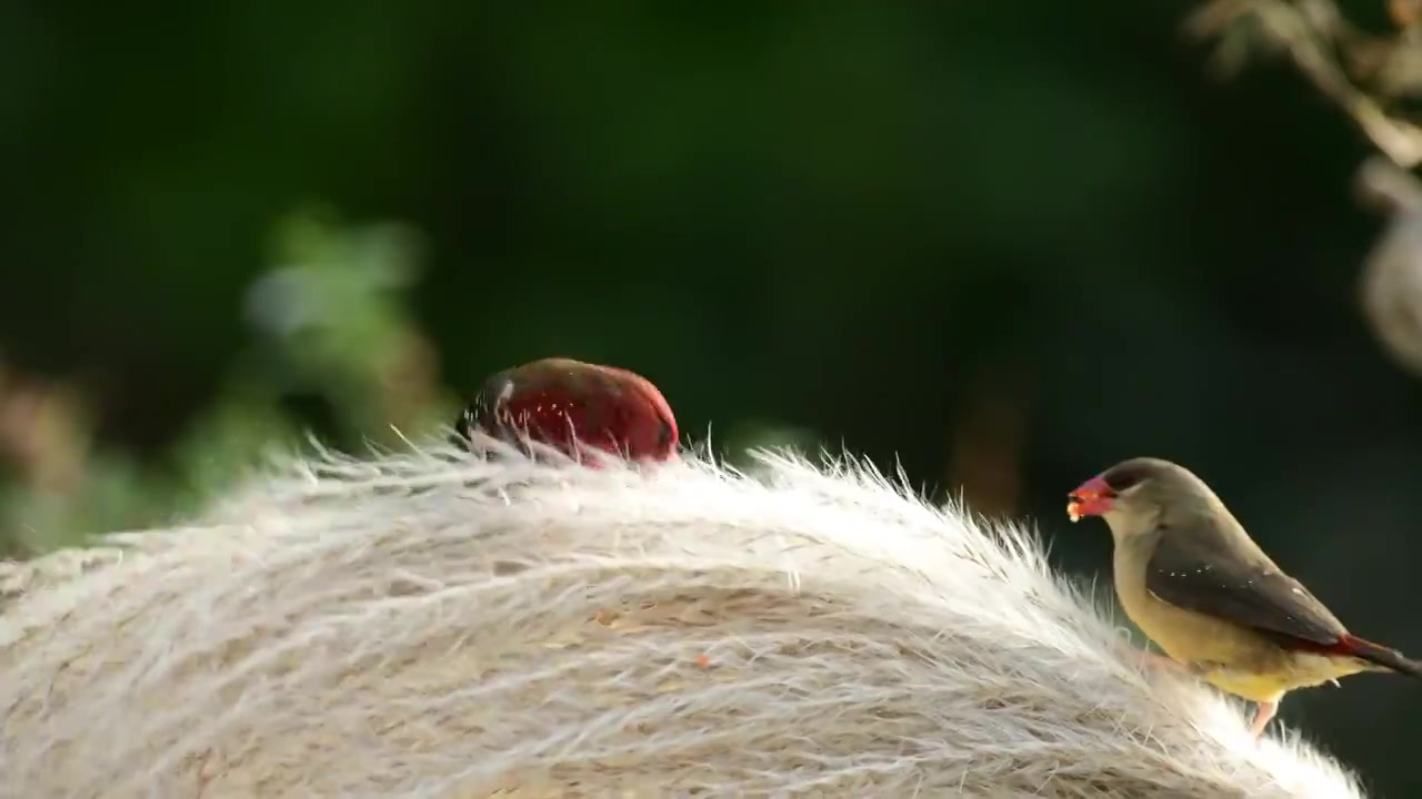 芦苇捎上的红梅花雀视频下载