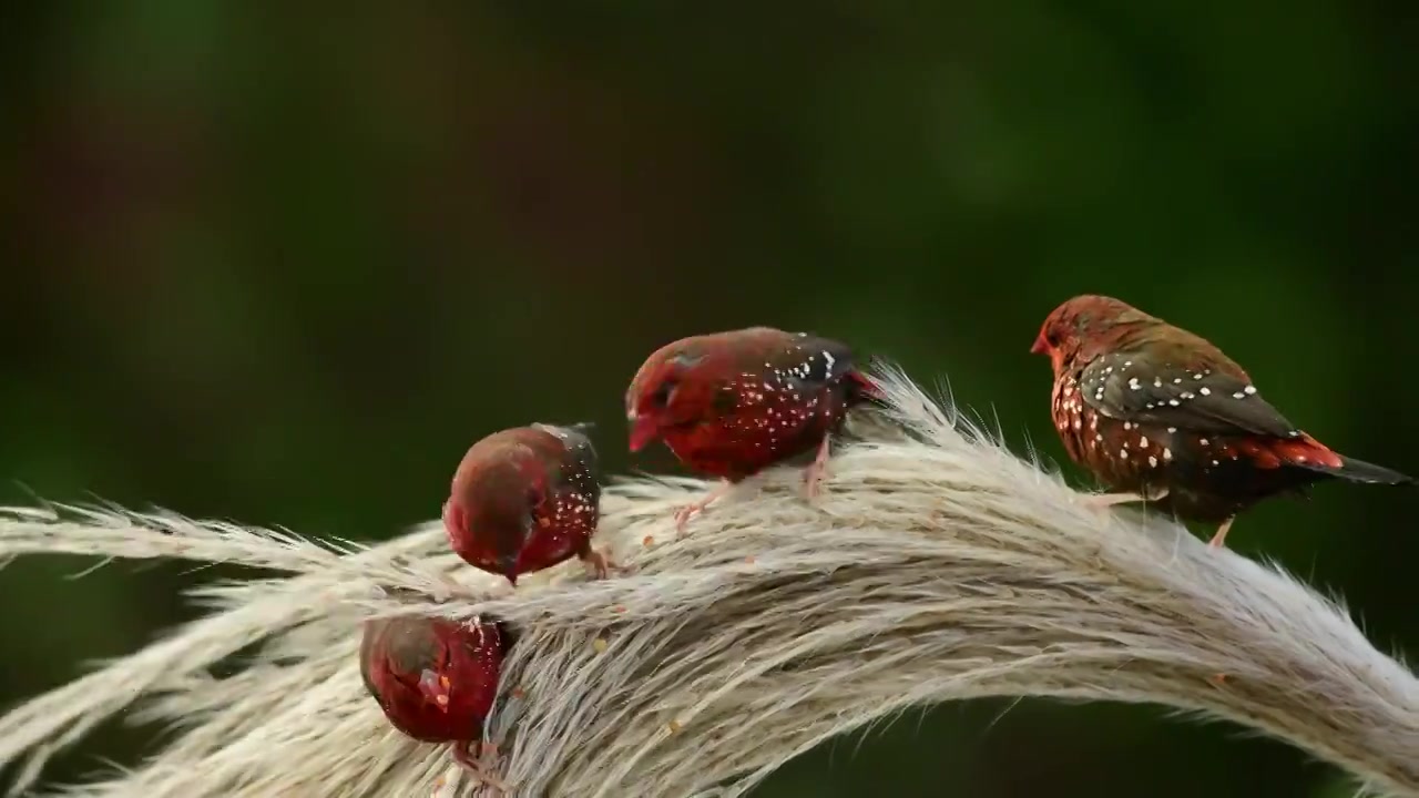 芦苇稍上的红梅花雀视频下载