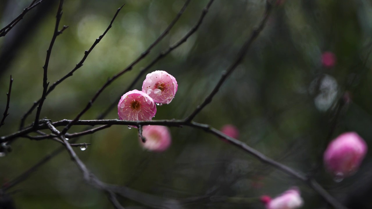 春雨中的粉色梅花视频下载