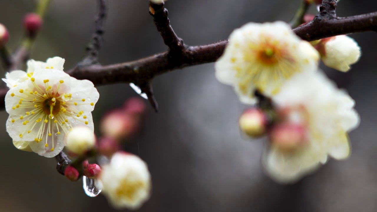 春天雨中的梅花花朵特写视频下载