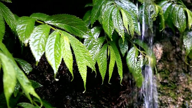 从植物上流动过的水视频素材