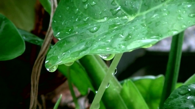 植物上的水滴视频素材
