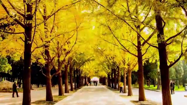 移动拍摄公园秋季林荫道视频素材