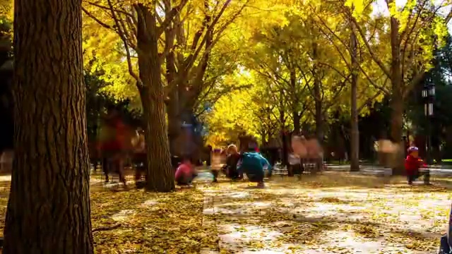 秋季银杏园里的游人视频素材