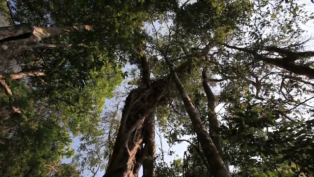 原始森林视频素材