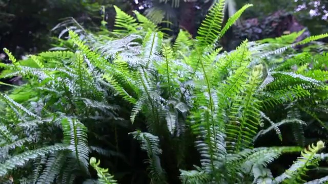 蕨类植物视频下载