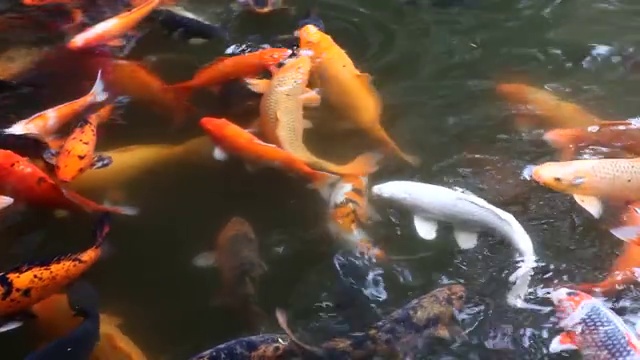 水中的锦鲤视频下载