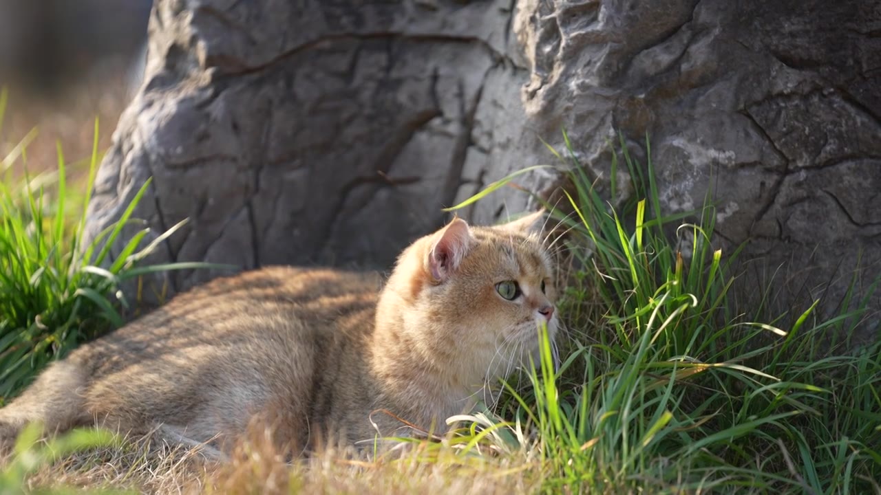 冬天暖阳下一只保持警觉的黄色宠物猫视频下载