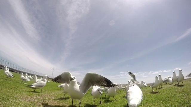 澳大利亚草坪上的一群银鸥视频素材