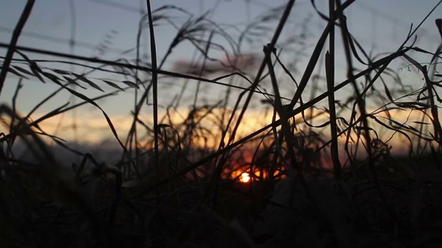 在牧场的日出下枯萎的草视频下载