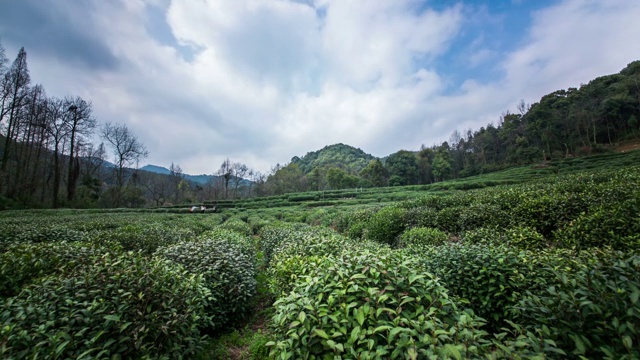 Hangzhou tea garden timelapse视频素材