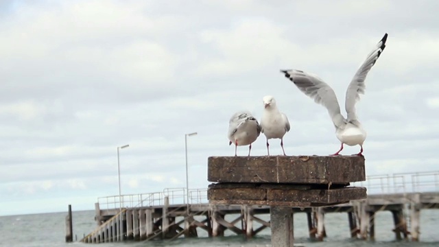 在海岸澳洲银鸥视频素材