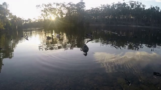 湖里的野鸭群视频素材