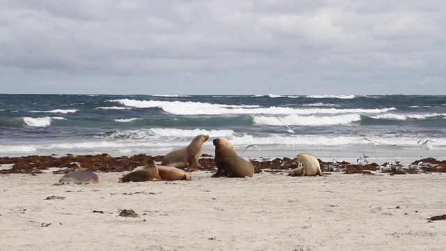 在海滩休息玩耍的海狮视频素材